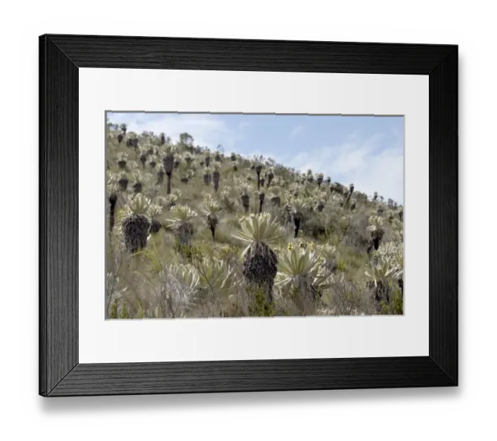Framed Print : Central America, Ecuador