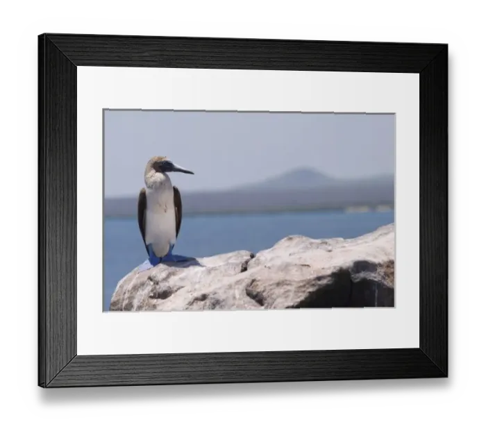 Framed Print : Blue-footed booby, Laz Plazas, Galapagos Islands, Ecuador