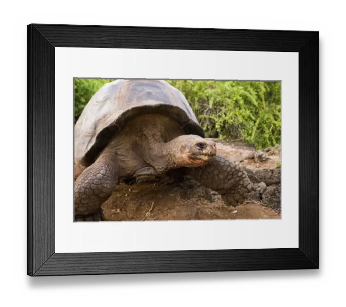 Framed Print : Central America, Ecuador Framed Print : Central America, Ecuador