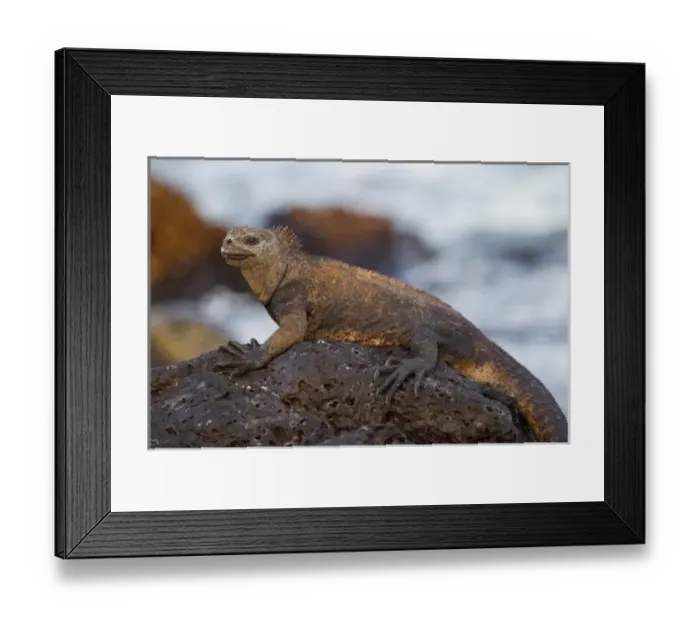 Framed Print : Marine Iguana, Santa Cruz Island, Galapagos, Ecuador Framed Print : Marine Iguana, Santa Cruz Island, Galapagos, Ecuador