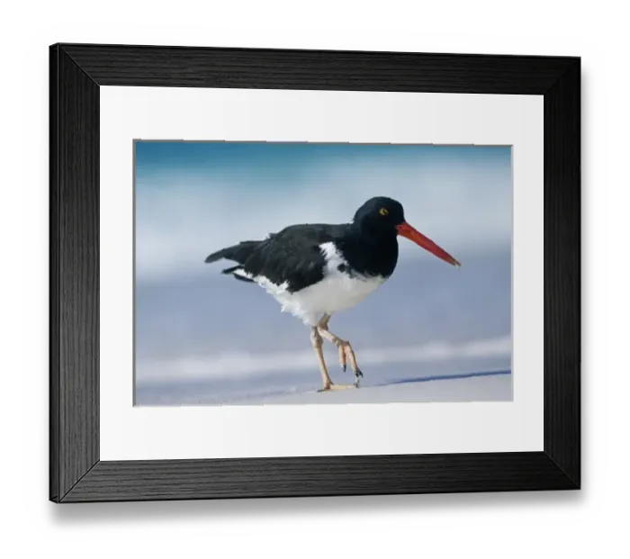 Framed Print : American Oystercatcher, (Haematopus palliatus), Hood Island, Galapagos Islands, Ecuador Framed Print : American Oystercatcher, (Haematopus palliatus), Hood Island, Galapagos Islands, Ecuador