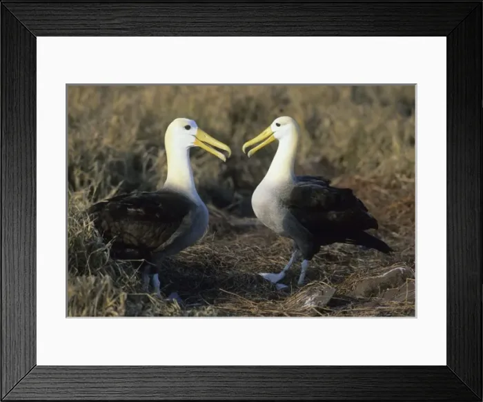 Framed Print : Waved Albatross, (Diomedea irrorata), courting pair, Hood Island, Galapagos Framed Print : Waved Albatross, (Diomedea irrorata), courting pair, Hood Island, Galapagos