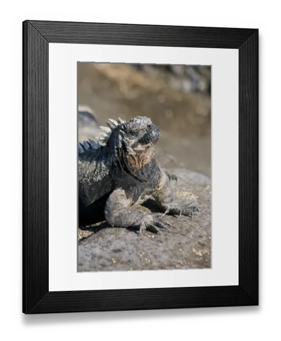 Framed Print : Ecuador, Galapagos Islands, Santiago Island, James Island, Port Egas. Marine Iguana Framed Print : Ecuador, Galapagos Islands, Santiago Island, James Island, Port Egas. Marine Iguana