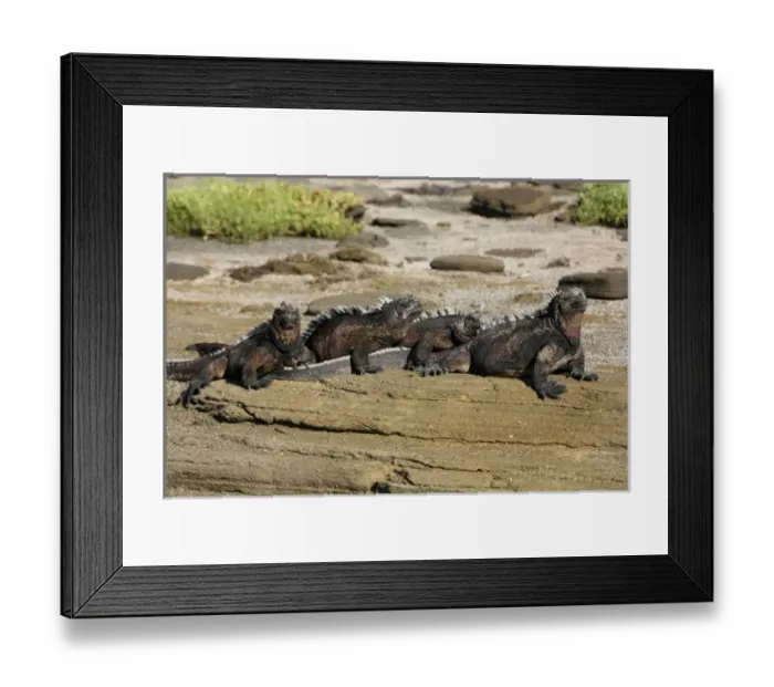 Framed Print : Central America, Ecuador Framed Print : Central America, Ecuador