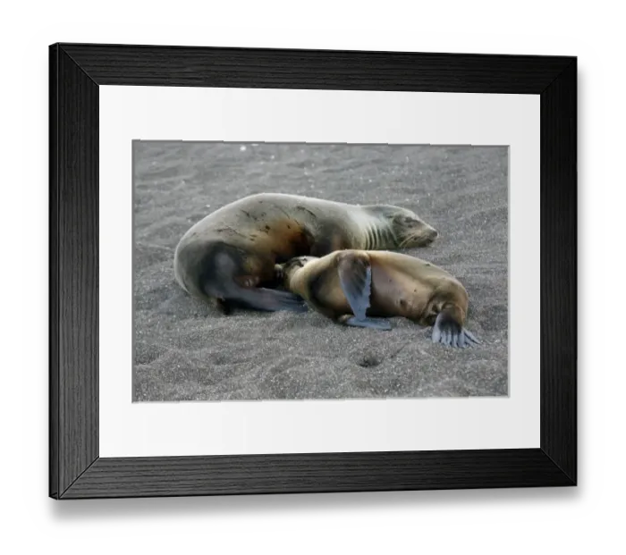 Framed Print : Ecuador, Galapagos Islands, Santiago Island, James Island, Port Egas. A Sea Lion Framed Print : Ecuador, Galapagos Islands, Santiago Island, James Island, Port Egas. A Sea Lion