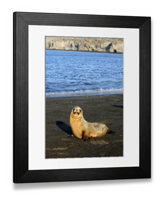 Framed Print : Ecuador, Galapagos Islands, Santiago Island, James Island, Port Egas. A Sea Lion Framed Print : Ecuador, Galapagos Islands, Santiago Island, James Island, Port Egas. A Sea Lion