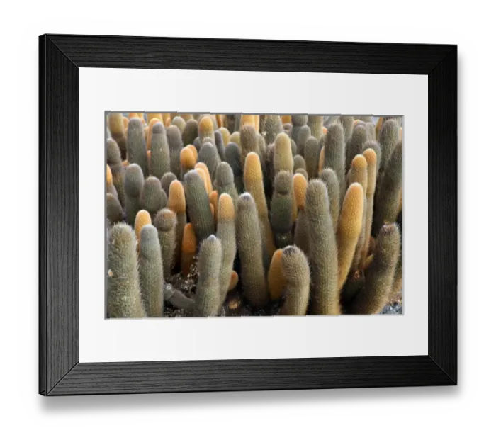 Framed Print : Central America, Ecuador Framed Print : Central America, Ecuador