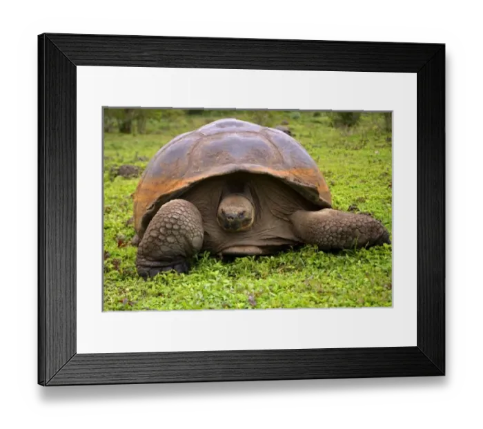 Framed Print : Central America, Ecuador Framed Print : Central America, Ecuador