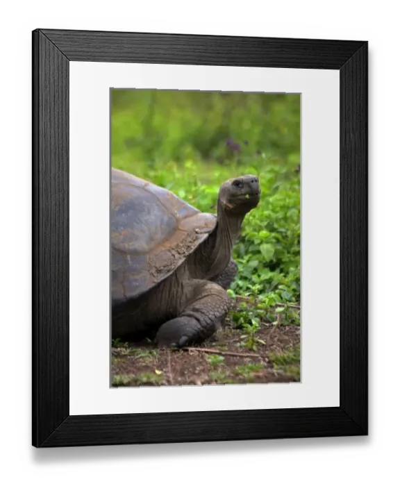 Framed Print : America, South America, Ecuador, Galapagos Islands, Santa Cruz Island. The Galapagos Framed Print : America, South America, Ecuador, Galapagos Islands, Santa Cruz Island. The Galapagos