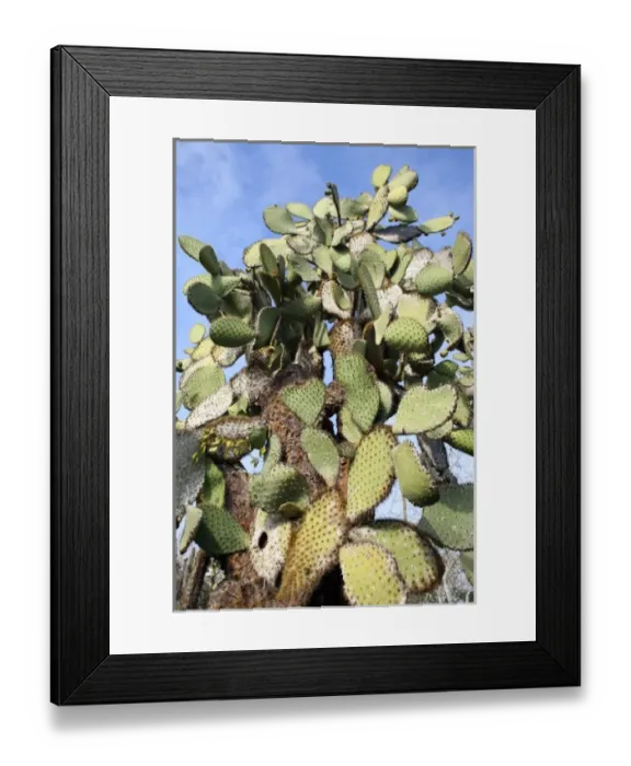 Framed Print : Central America, Ecuador Framed Print : Central America, Ecuador