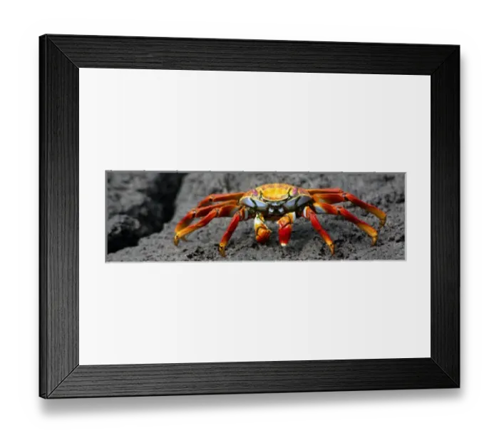 Framed Print : South America, Ecuador, Galapagos Islands. The colorful sally Lightfoot Crab of Framed Print : South America, Ecuador, Galapagos Islands. The colorful sally Lightfoot Crab of