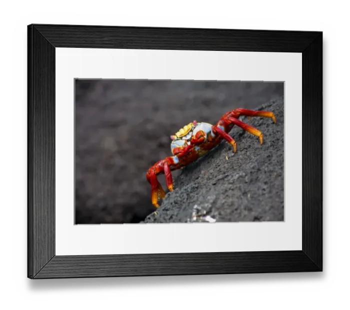 Framed Print : South America, Ecuador, Galapagos Islands. The colorful sally Lightfoot Crab of Framed Print : South America, Ecuador, Galapagos Islands. The colorful sally Lightfoot Crab of
