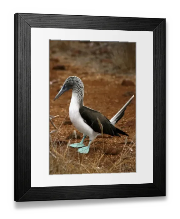 Framed Print : South America, Ecuador, Galapagos Islands, North Seymour Island. Nesting colony of Framed Print : South America, Ecuador, Galapagos Islands, North Seymour Island. Nesting colony of