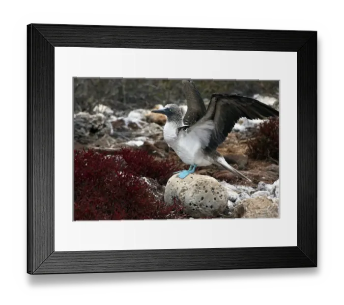 Framed Print : Central America, Ecuador Framed Print : Central America, Ecuador