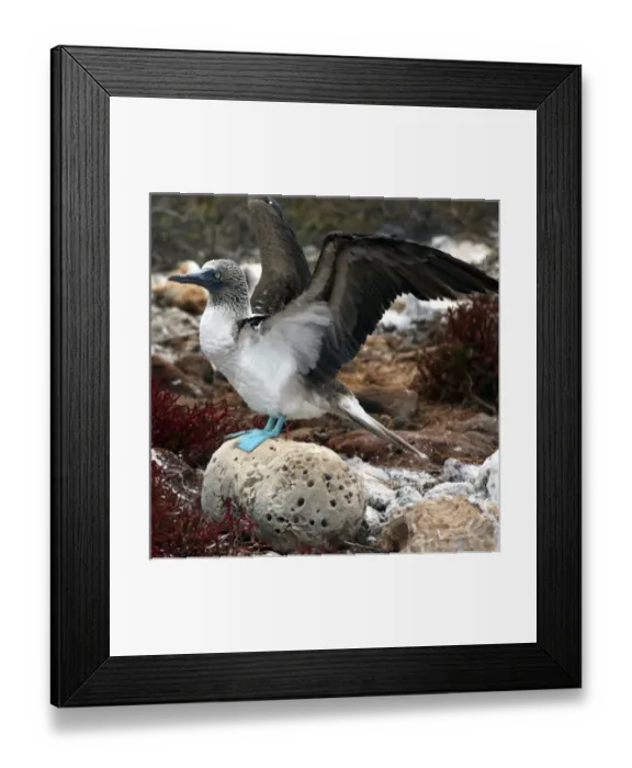 Framed Print : Central America, Ecuador Framed Print : Central America, Ecuador