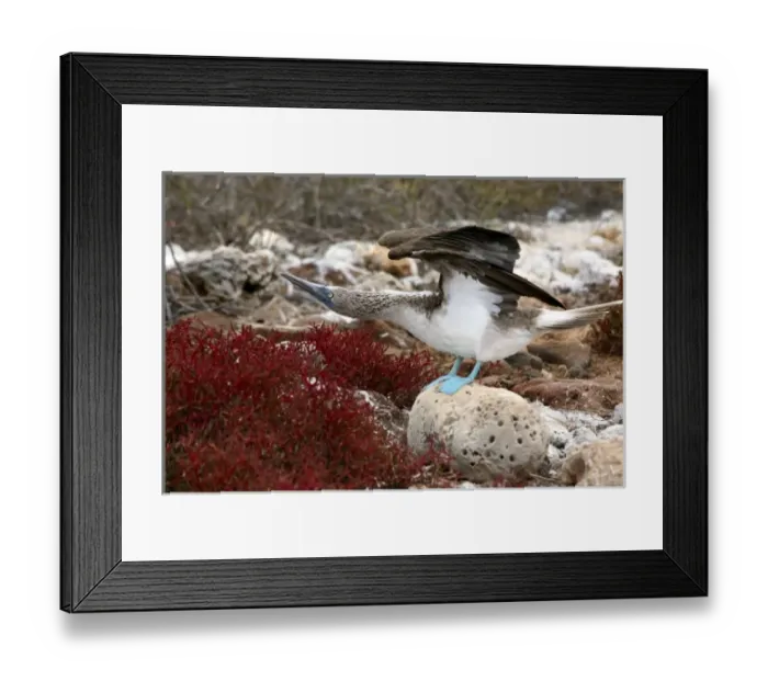 Framed Print : South America, Ecuador, Galapagos Islands, North Seymour Island. Nesting colony of Framed Print : South America, Ecuador, Galapagos Islands, North Seymour Island. Nesting colony of