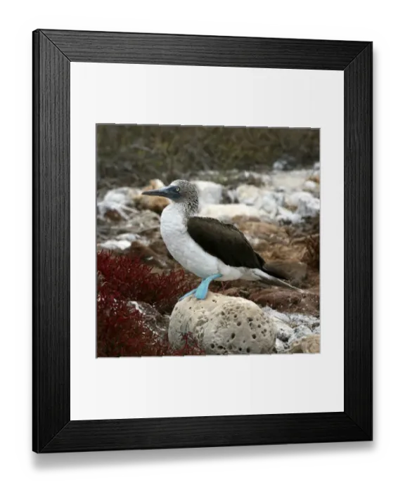 Framed Print : South America, Ecuador, Galapagos Islands, North Seymour Island. Nesting colony of Framed Print : South America, Ecuador, Galapagos Islands, North Seymour Island. Nesting colony of