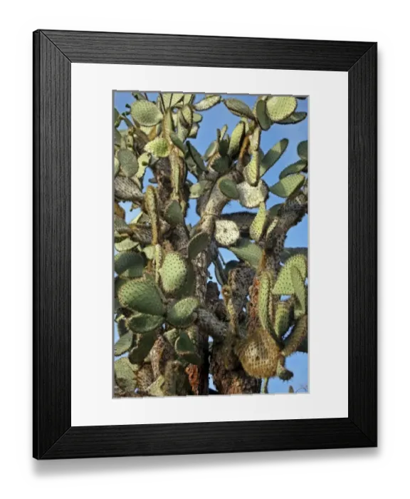 Framed Print : Central America, Ecuador Framed Print : Central America, Ecuador