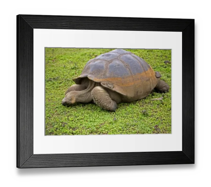Framed Print : Central America, Ecuador Framed Print : Central America, Ecuador