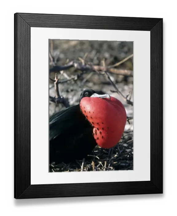 Framed Print : Frigate bird Galapagos Islands, Ecuador