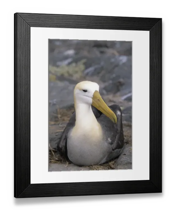 Framed Print : Waved albatross Isla EspaA ola, Galapagos Islands, Ecuador Framed Print : Waved albatross Isla EspaA ola, Galapagos Islands, Ecuador