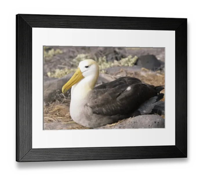 Framed Print : Central America, Ecuador