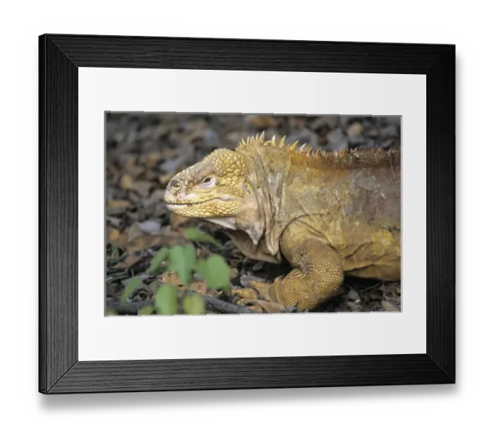 Framed Print : Central America, Ecuador Framed Print : Central America, Ecuador