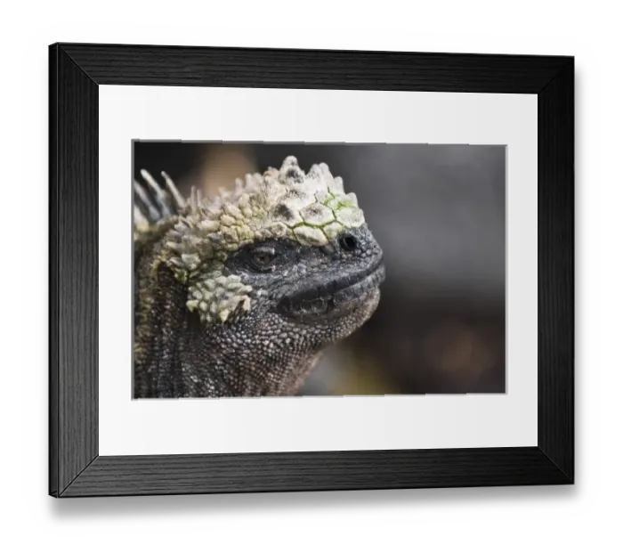 Framed Print : Galapagos Islands, Ecuador. Marine iguana (Amblyrhynchus cristatus), Espinosa Point Framed Print : Galapagos Islands, Ecuador. Marine iguana (Amblyrhynchus cristatus), Espinosa Point