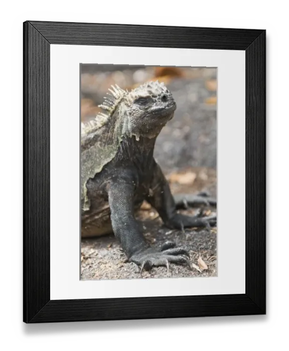 Framed Print : Central America, Ecuador Framed Print : Central America, Ecuador