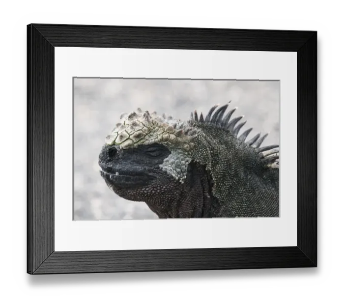 Framed Print : Galapagos Islands, Ecuador. Marine iguana (Amblyrhynchus cristatus), Espinosa Point