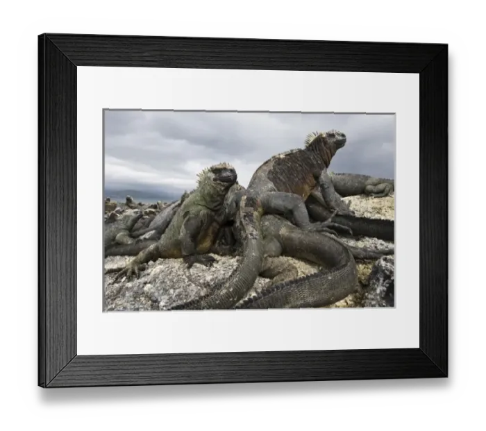 Framed Print : Central America, Ecuador