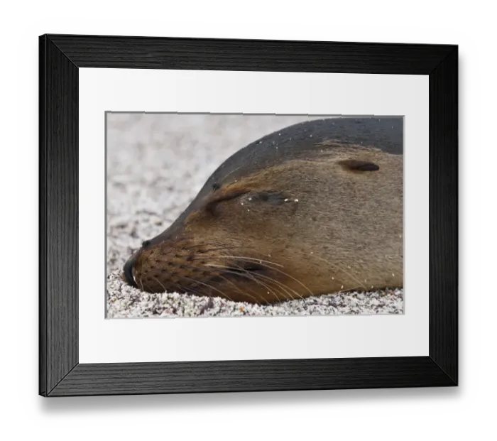 Framed Print : Galapagos Islands, Ecuador. Galapagos sea lion (Zalophus wollebaeki), Espinosa Point