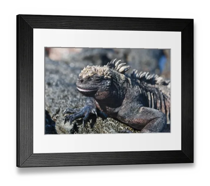 Framed Print : Galapagos Islands, Ecuador. Marine iguana (Amblyrhynchus cristatus), Port Egas (James Framed Print : Galapagos Islands, Ecuador. Marine iguana (Amblyrhynchus cristatus), Port Egas (James