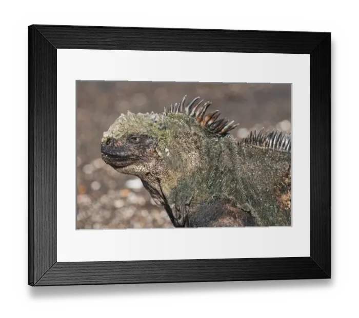 Framed Print : Galapagos Islands, Ecuador. Marine iguana (Amblyrhynchus cristatus), Port Egas (James