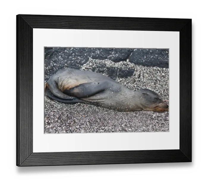 Framed Print : Galapagos Islands, Ecuador. Baby Galapagos sea lion (Zalophus wollebaeki), Espinosa Point Framed Print : Galapagos Islands, Ecuador. Baby Galapagos sea lion (Zalophus wollebaeki), Espinosa Point