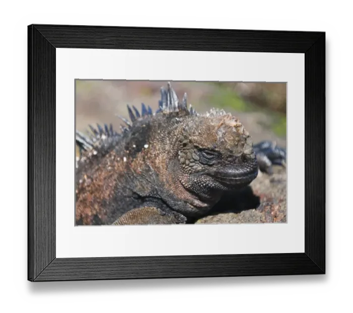 Framed Print : Galapagos Islands, Ecuador. Marine iguana (Amblyrhynchus cristatus), Port Egas (James Framed Print : Galapagos Islands, Ecuador. Marine iguana (Amblyrhynchus cristatus), Port Egas (James