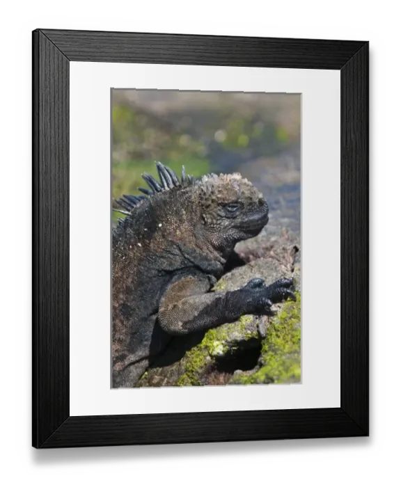 Framed Print : Central America, Ecuador Framed Print : Central America, Ecuador