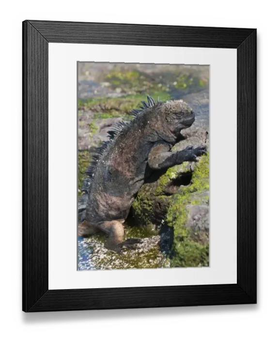 Framed Print : Central America, Ecuador