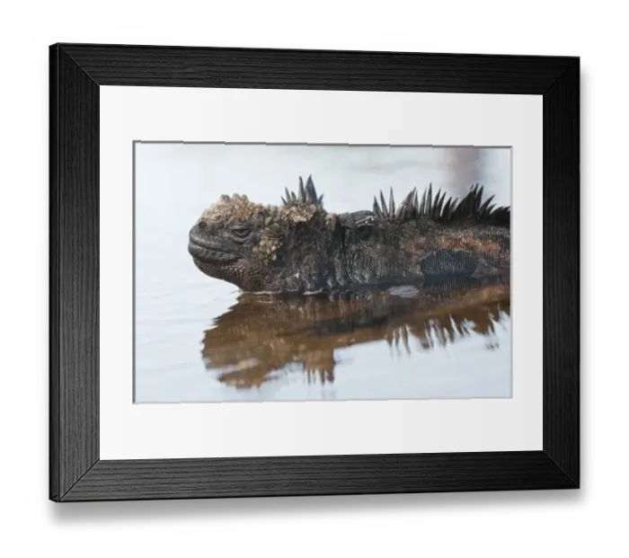 Framed Print : Galapagos Islands, Ecuador. Marine iguana (Amblyrhynchus cristatus), Port Egas (James Framed Print : Galapagos Islands, Ecuador. Marine iguana (Amblyrhynchus cristatus), Port Egas (James