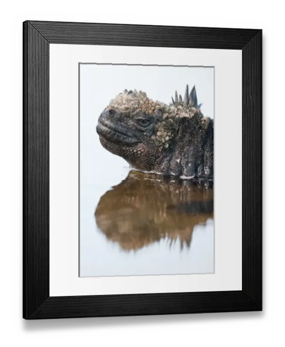 Framed Print : Galapagos Islands, Ecuador. Marine iguana (Amblyrhynchus cristatus), Port Egas (James Framed Print : Galapagos Islands, Ecuador. Marine iguana (Amblyrhynchus cristatus), Port Egas (James