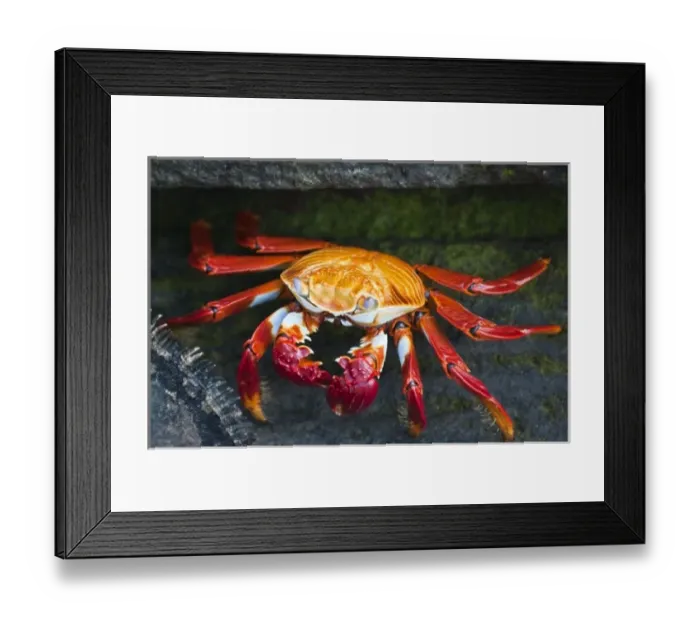 Framed Print : Galapagos Islands, Ecuador. Sally lightfoot crab (Grapsus grapsus), Port Egas (James Framed Print : Galapagos Islands, Ecuador. Sally lightfoot crab (Grapsus grapsus), Port Egas (James