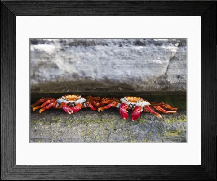 Framed Print : Galapagos Islands, Ecuador. Sally lightfoot crab (Grapsus grapsus), Port Egas (James