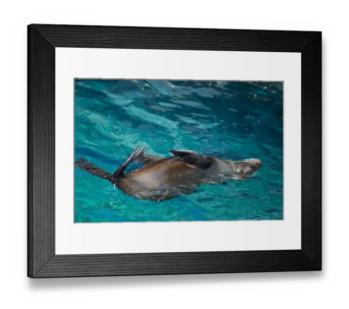 Framed Print : Galapagos Islands, Ecuador. Galapagos fur sea lion (Arctocephalus galapagoensis) Framed Print : Galapagos Islands, Ecuador. Galapagos fur sea lion (Arctocephalus galapagoensis)