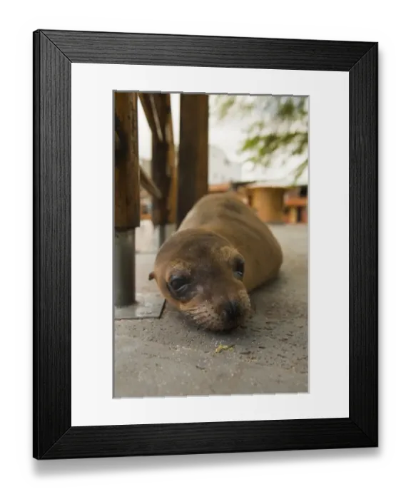 Framed Print : Galapagos Islands, Ecuador. Galapagos sea lion (Zalophus wollebaeki) on the main Framed Print : Galapagos Islands, Ecuador. Galapagos sea lion (Zalophus wollebaeki) on the main
