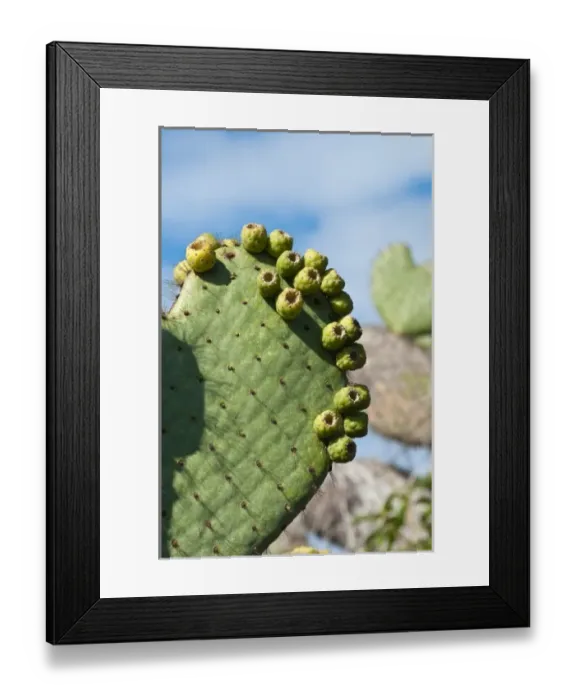 Framed Print : Central America, Ecuador Framed Print : Central America, Ecuador