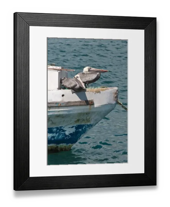 Framed Print : Galapagos Islands, Ecuador. Brown pelicans (Pelecanus occidentalis), on a fishing boat Framed Print : Galapagos Islands, Ecuador. Brown pelicans (Pelecanus occidentalis), on a fishing boat