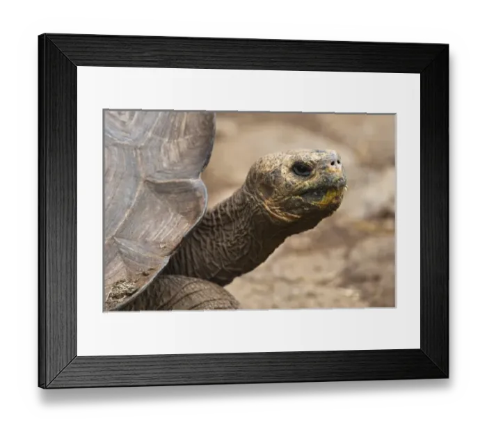 Framed Print : Central America, Ecuador Framed Print : Central America, Ecuador
