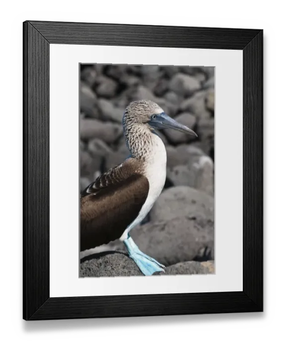 Framed Print : Central America, Ecuador