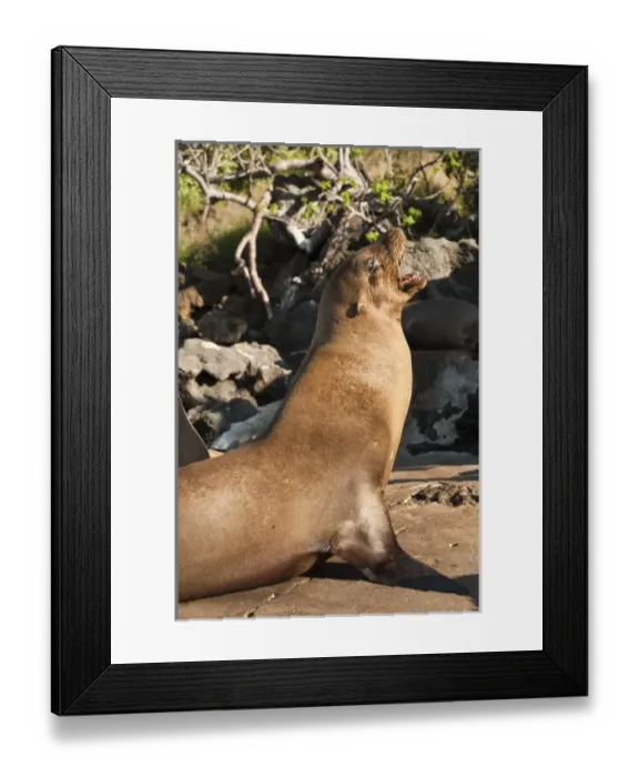 Framed Print : Central America, Ecuador Framed Print : Central America, Ecuador