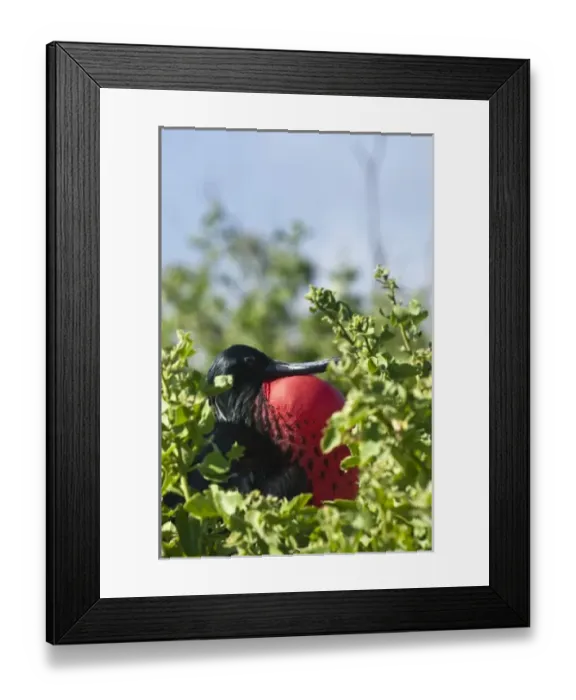 Framed Print : Central America, Ecuador Framed Print : Central America, Ecuador